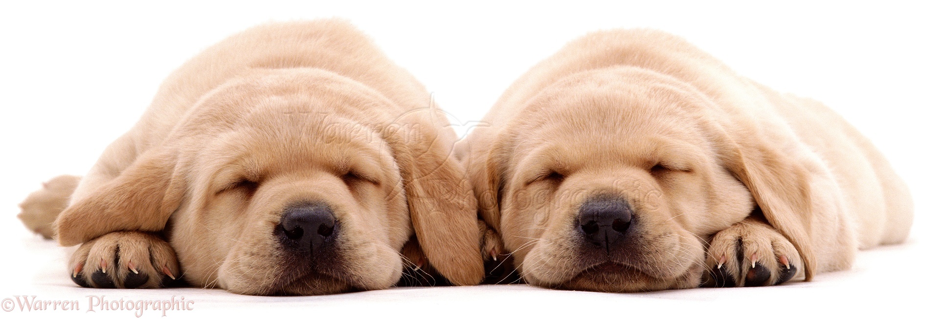 Sleeping Labrador Puppy