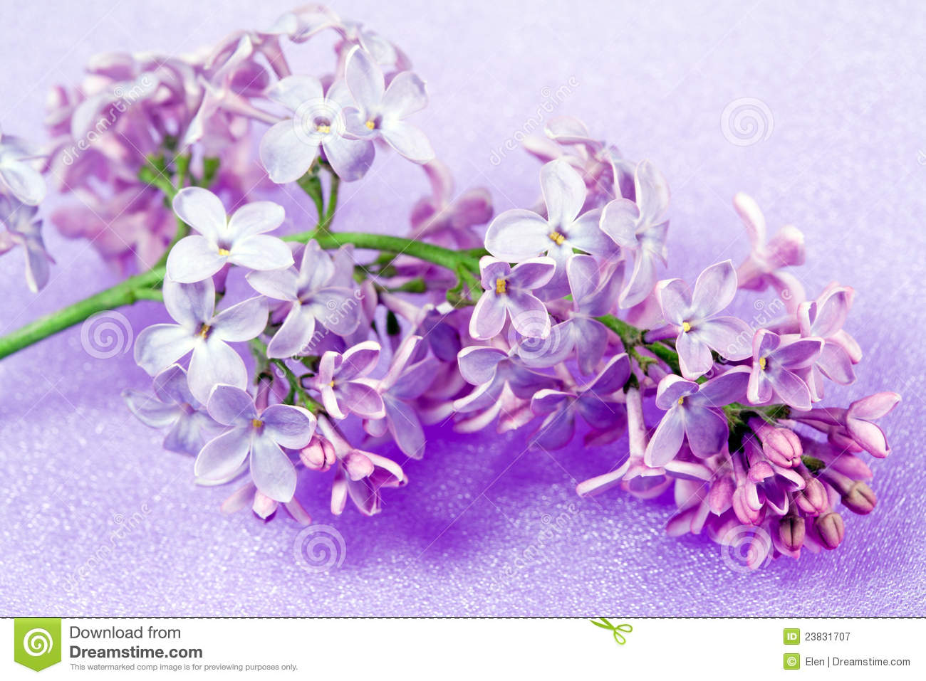 Spring Flowers Lilacs