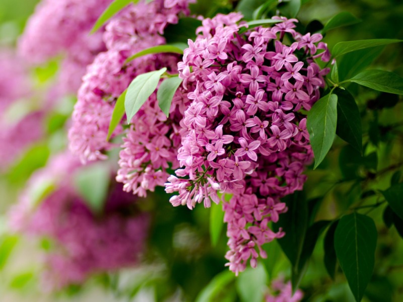 Spring Flowers Lilacs