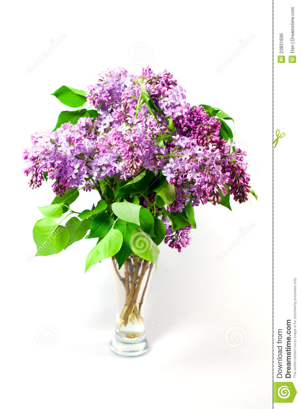 Spring Flowers Lilacs