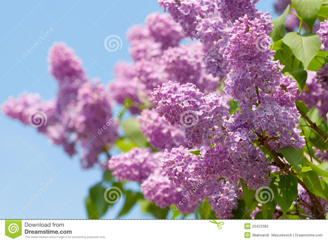 Spring Flowers Lilacs