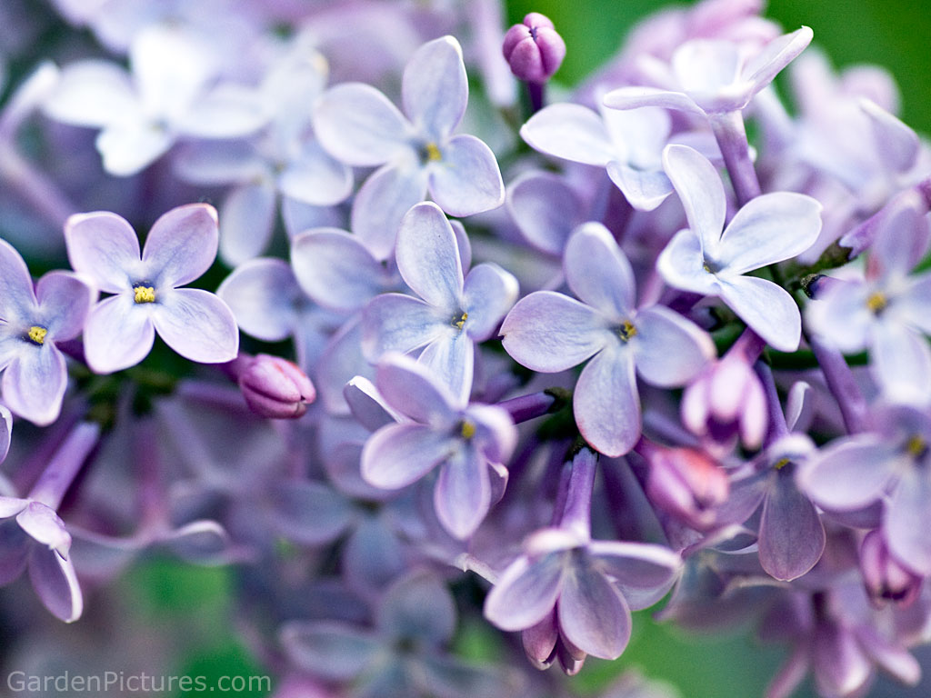 Spring Flowers Lilacs