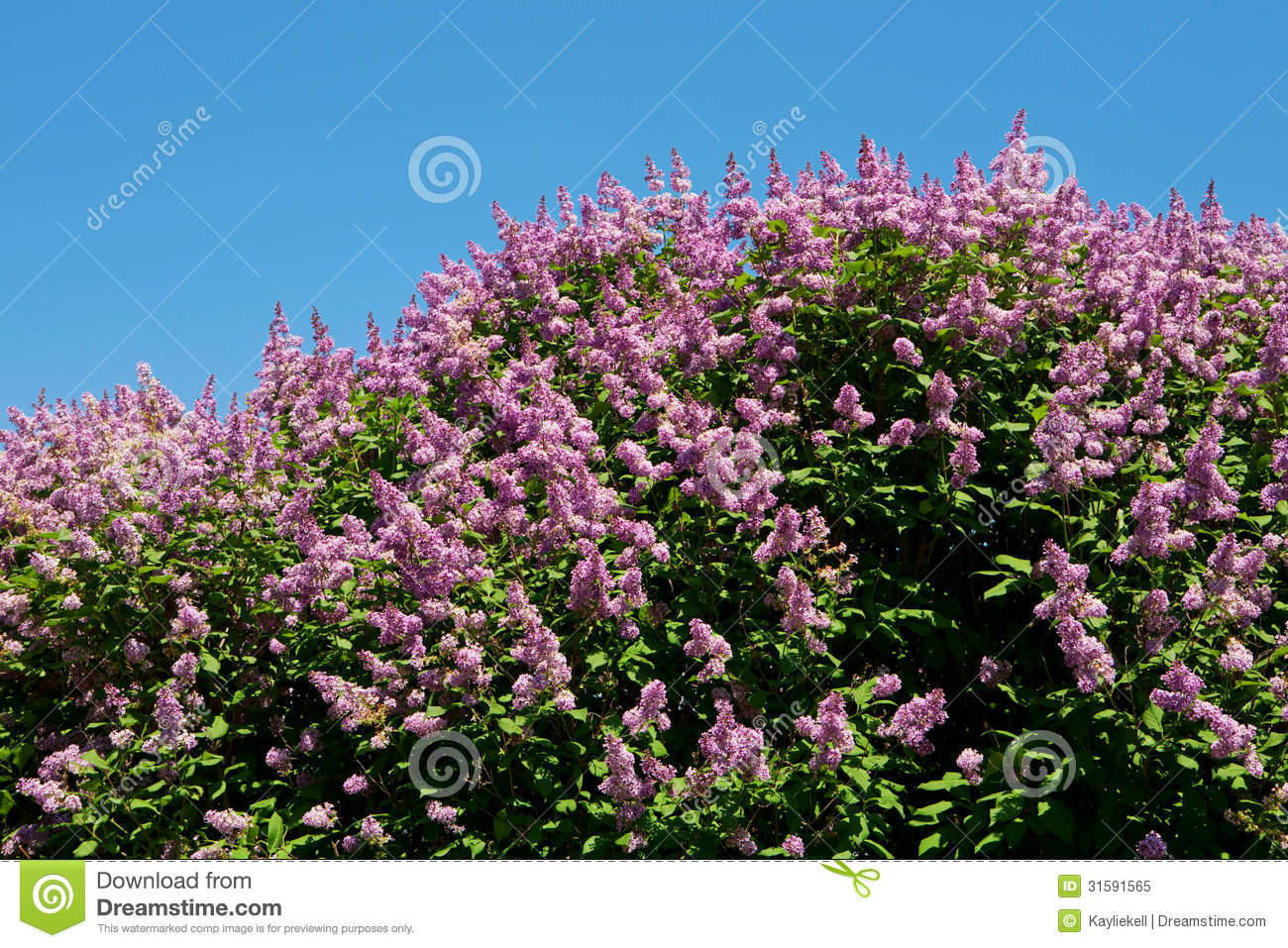 Spring Flowers Lilacs
