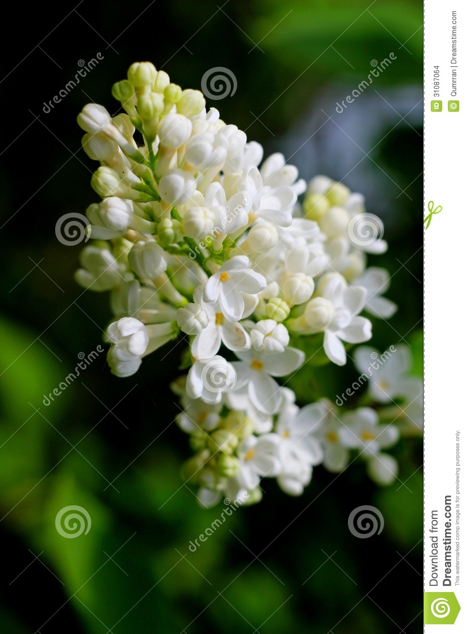 Spring Flowers Lilacs