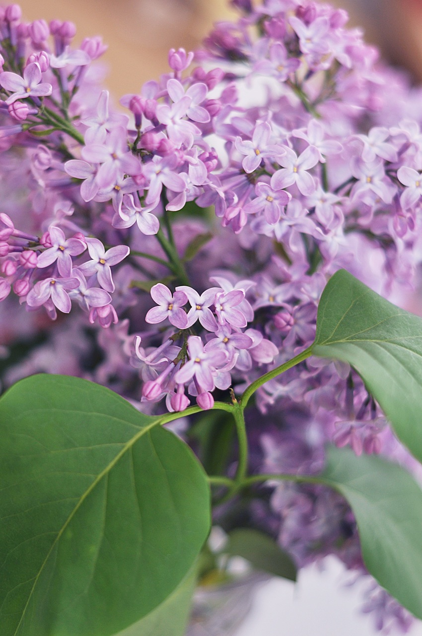 Spring Flowers Lilacs