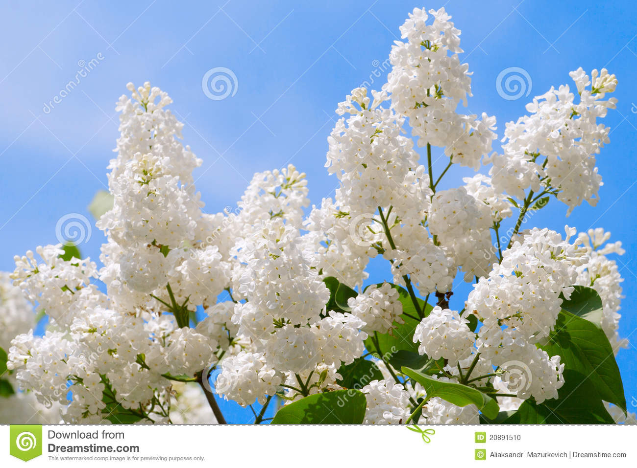 Spring Flowers Lilacs