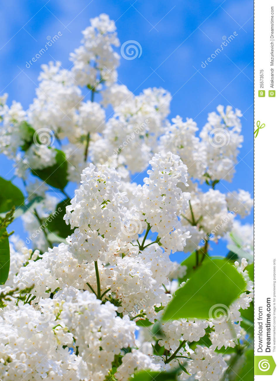 Spring Flowers Lilacs