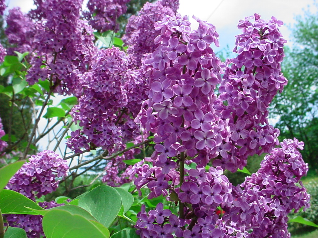 Spring Lilacs