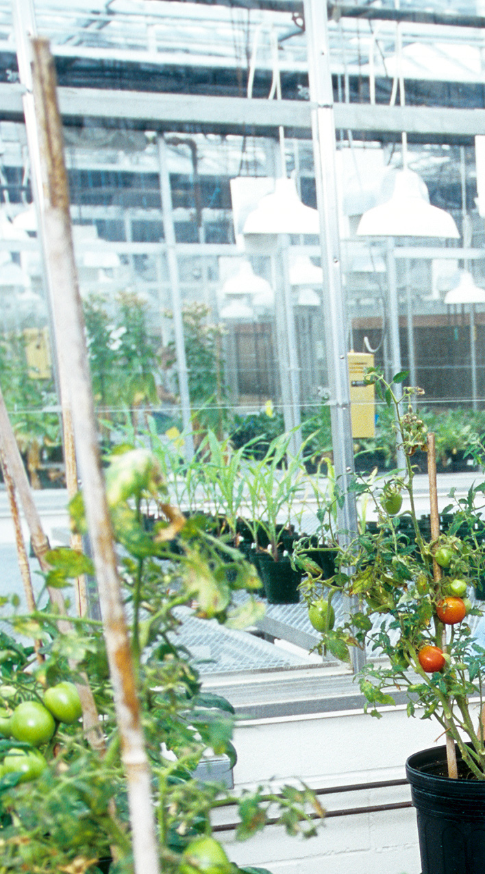 Tomato Processing Plant