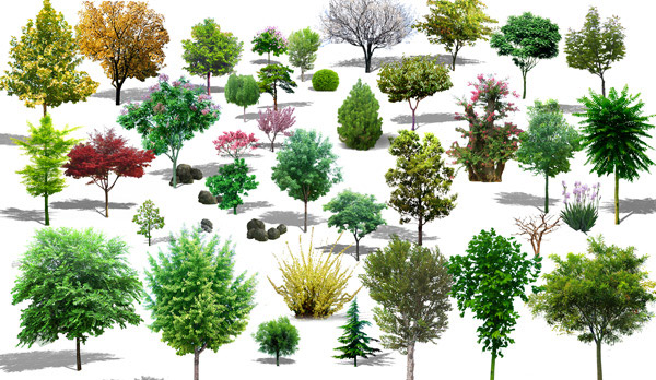 Tree and Shrub Landscaping Template