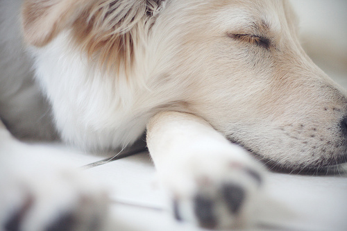 Tumblr Sleeping Dog