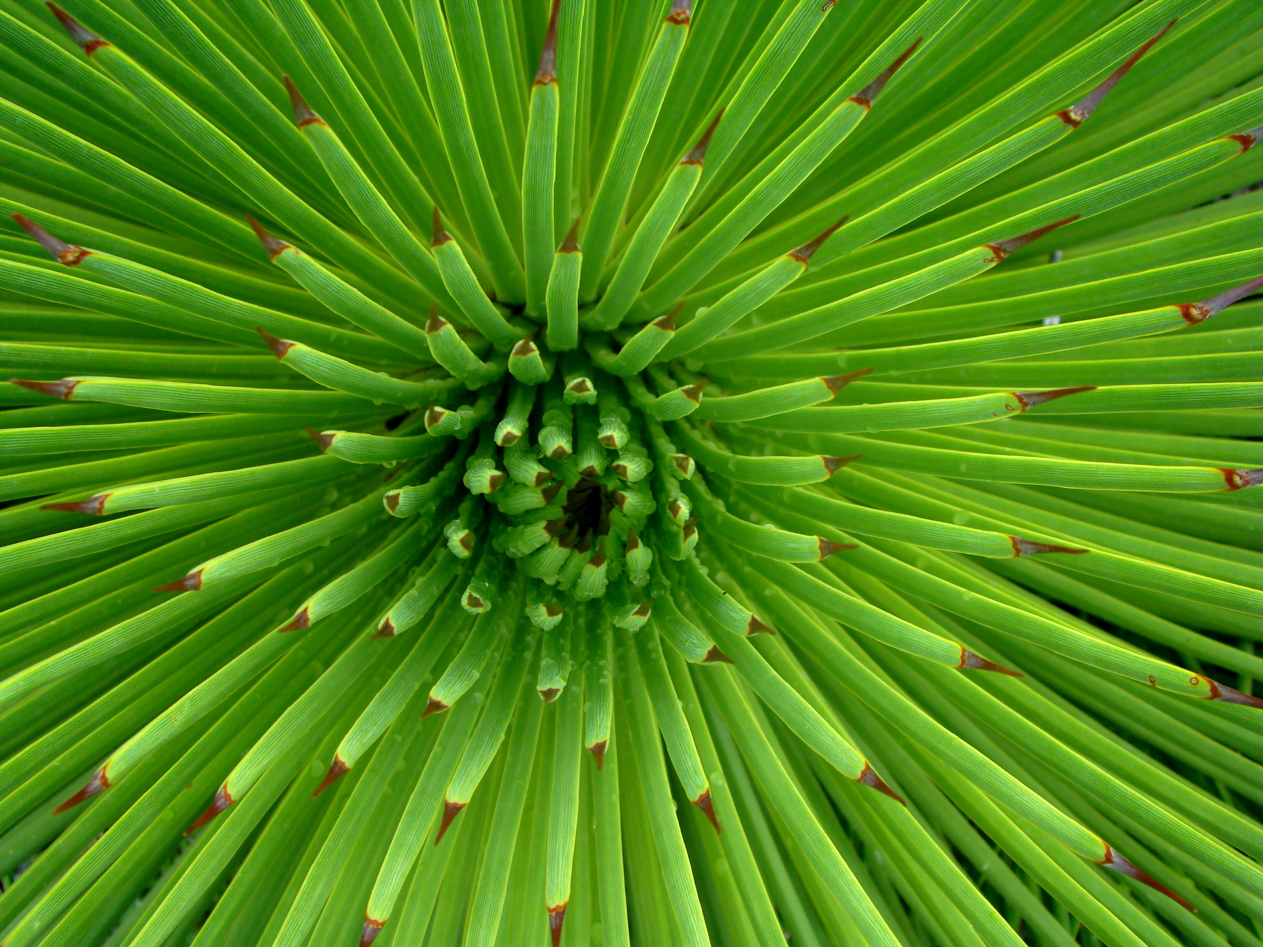 Beautiful Green Flowers