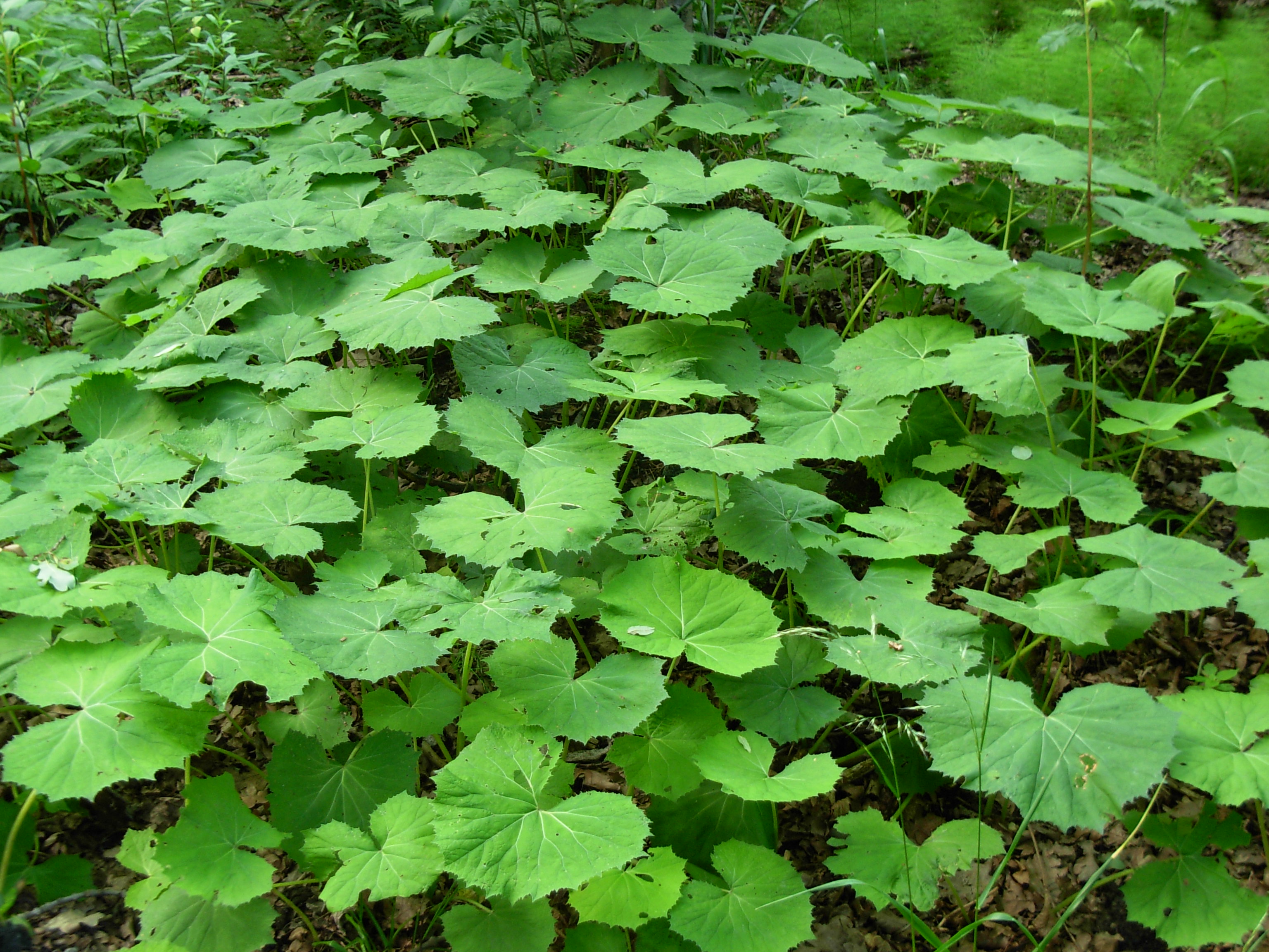 Big Green Leaf Plants