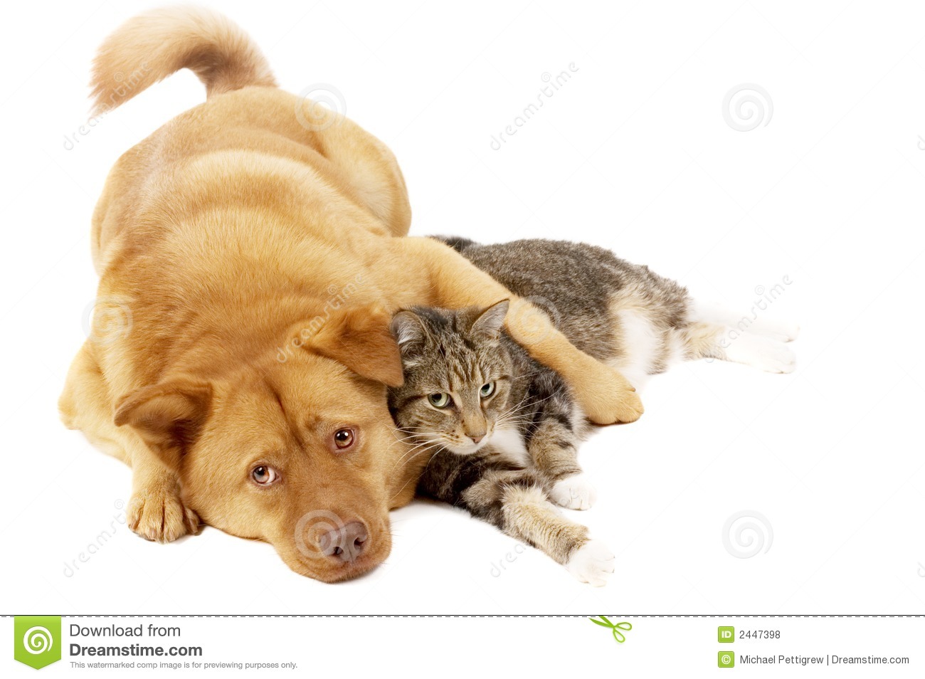 Cats and Dogs Cats and Dogs