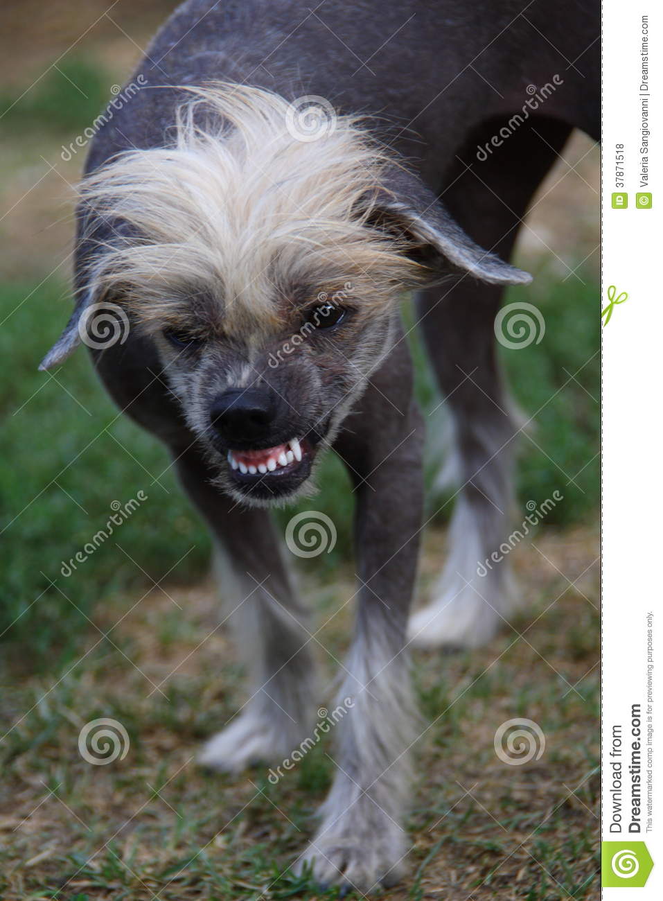 Chinese Crested Dog Teeth Chinese Crested Dog Teeth