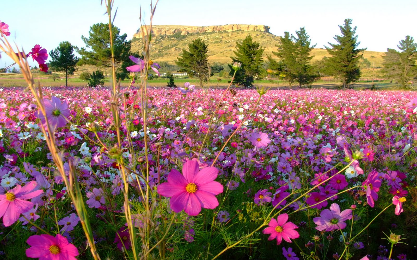 Cosmos Flowers