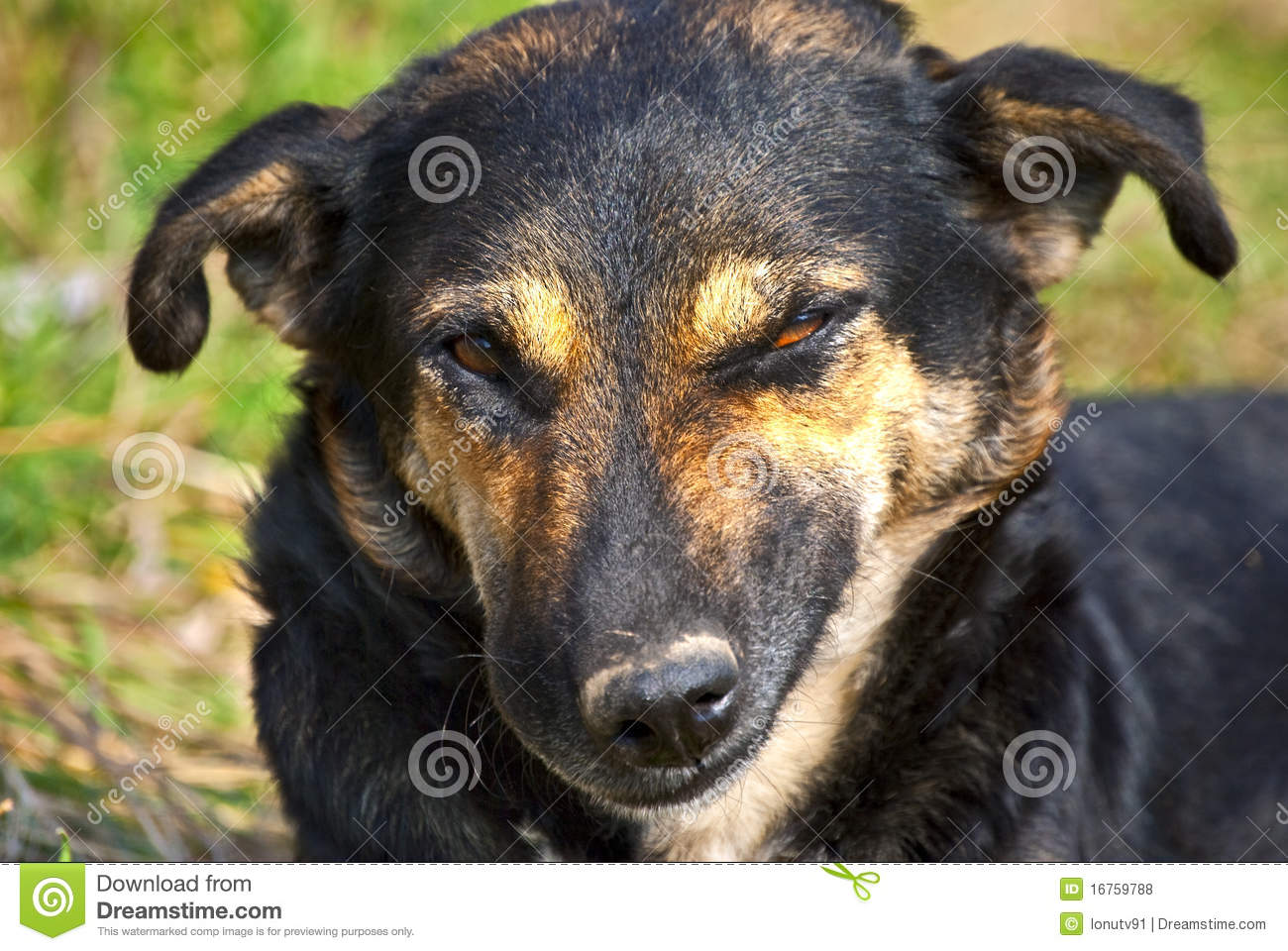 Crazy Dog Crazy Dog