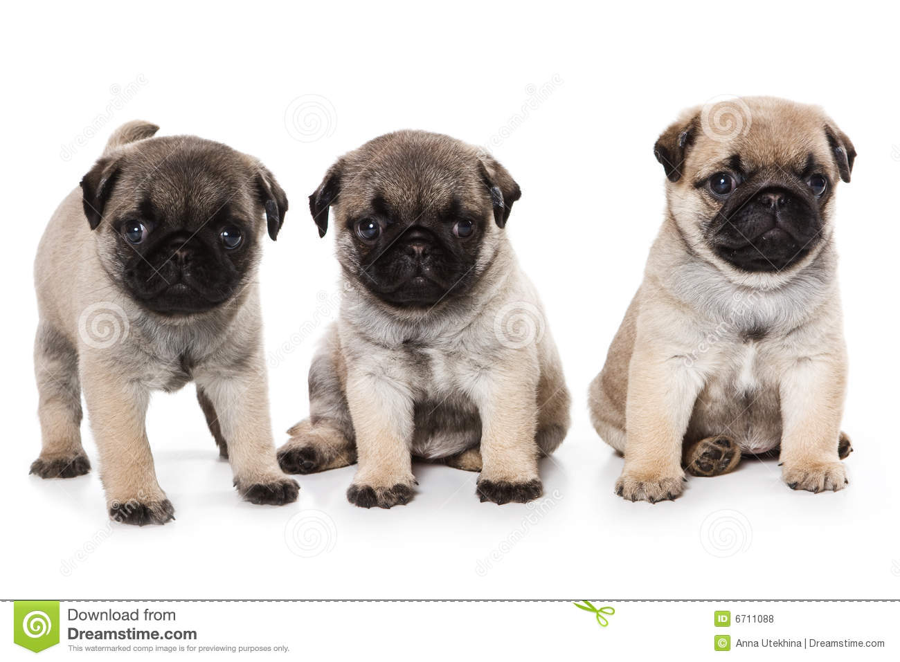 Cute Pug Puppy Cute Pug Puppy