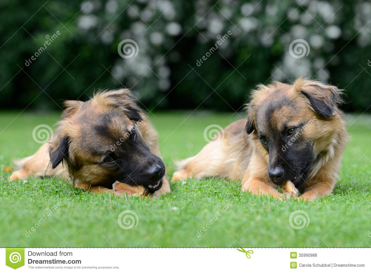 Dog Eating Bone Dog Eating Bone