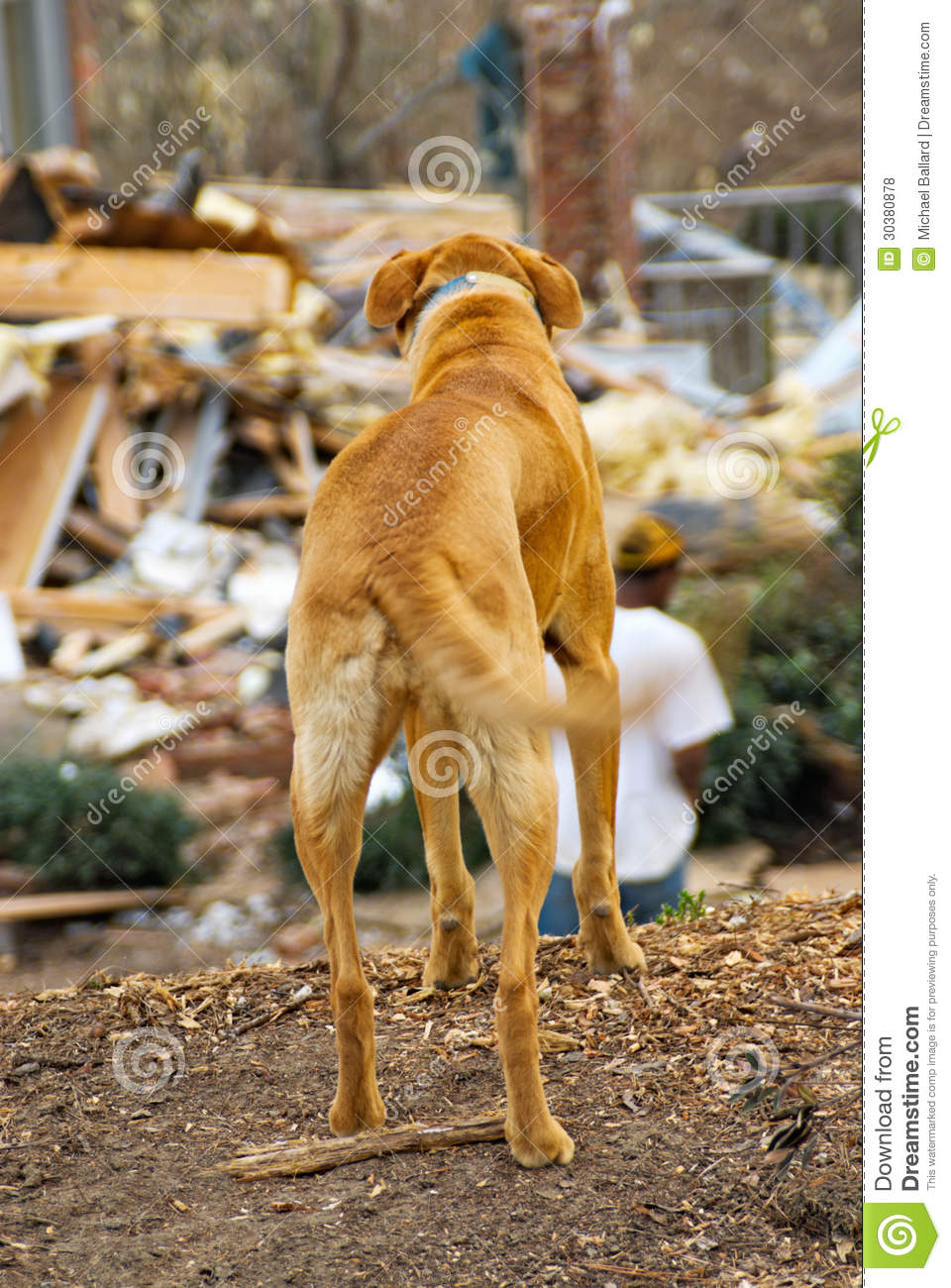 Dog Looking at His Tail Dog Looking at His Tail