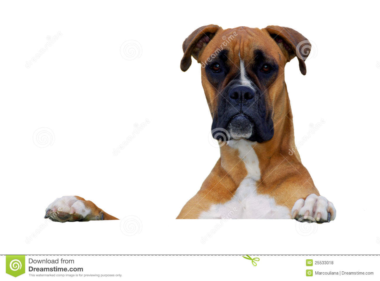 Dog Looking at You Dog Looking at You