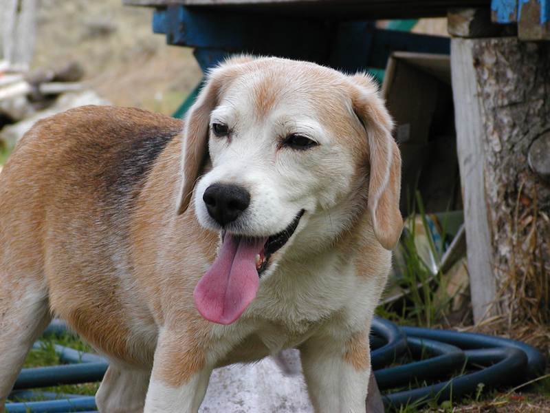 Dog Stroke Symptoms Seizure Dog Stroke Symptoms Seizure