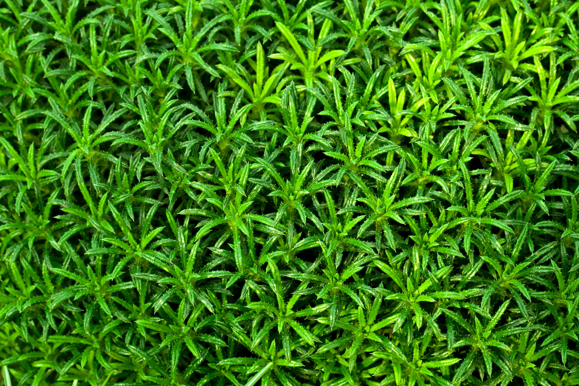 Free Wallpaper Green Plant