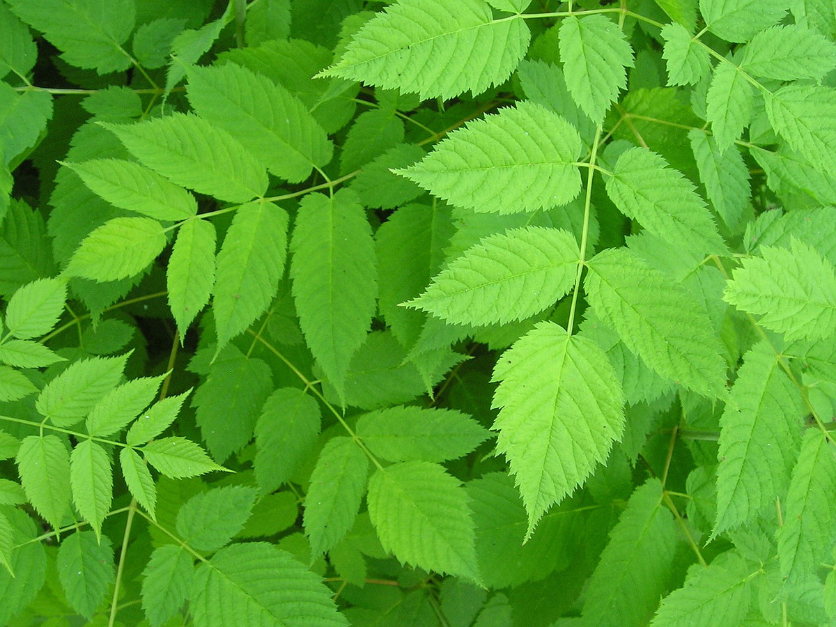 Green Leaf Plants