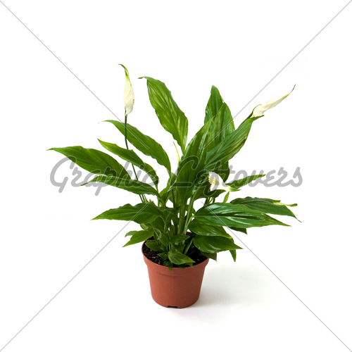 Indoor Plant Green Leaves and White