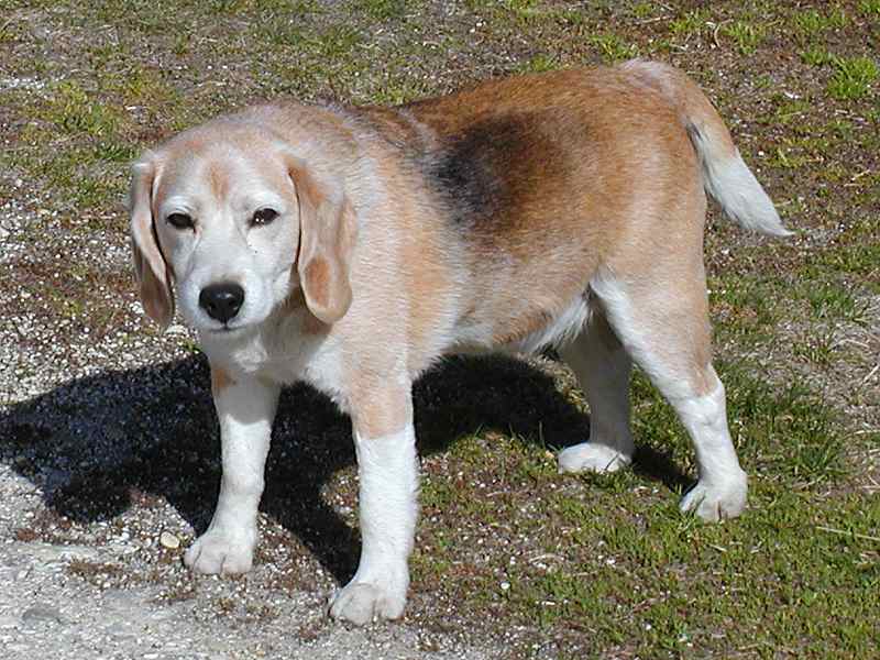 Information About Beagles Dogs Information About Beagles Dogs