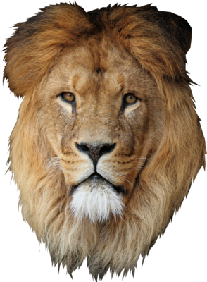 Lion Head