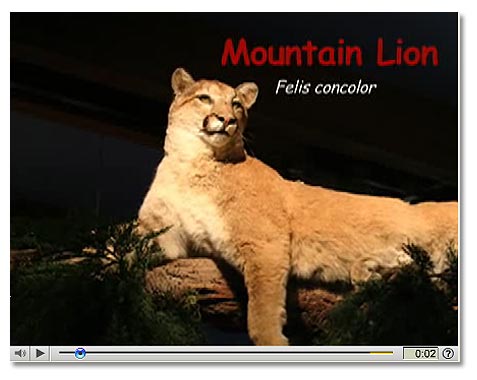 Mountain Lion Cougar Difference