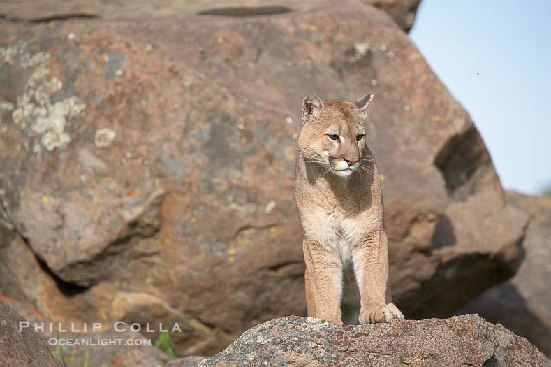 Mountain Lion Puma Concolor