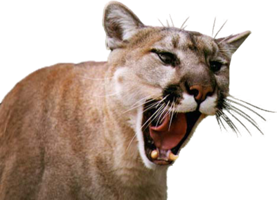 Mountain Lion