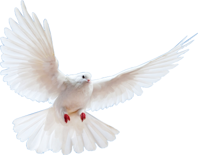 Peace Bird