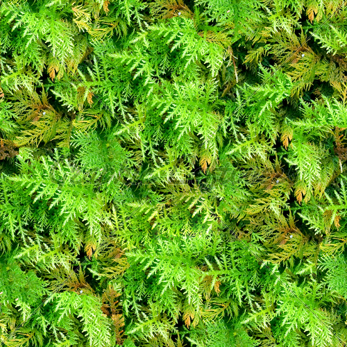 Seamless Texture Green Plants