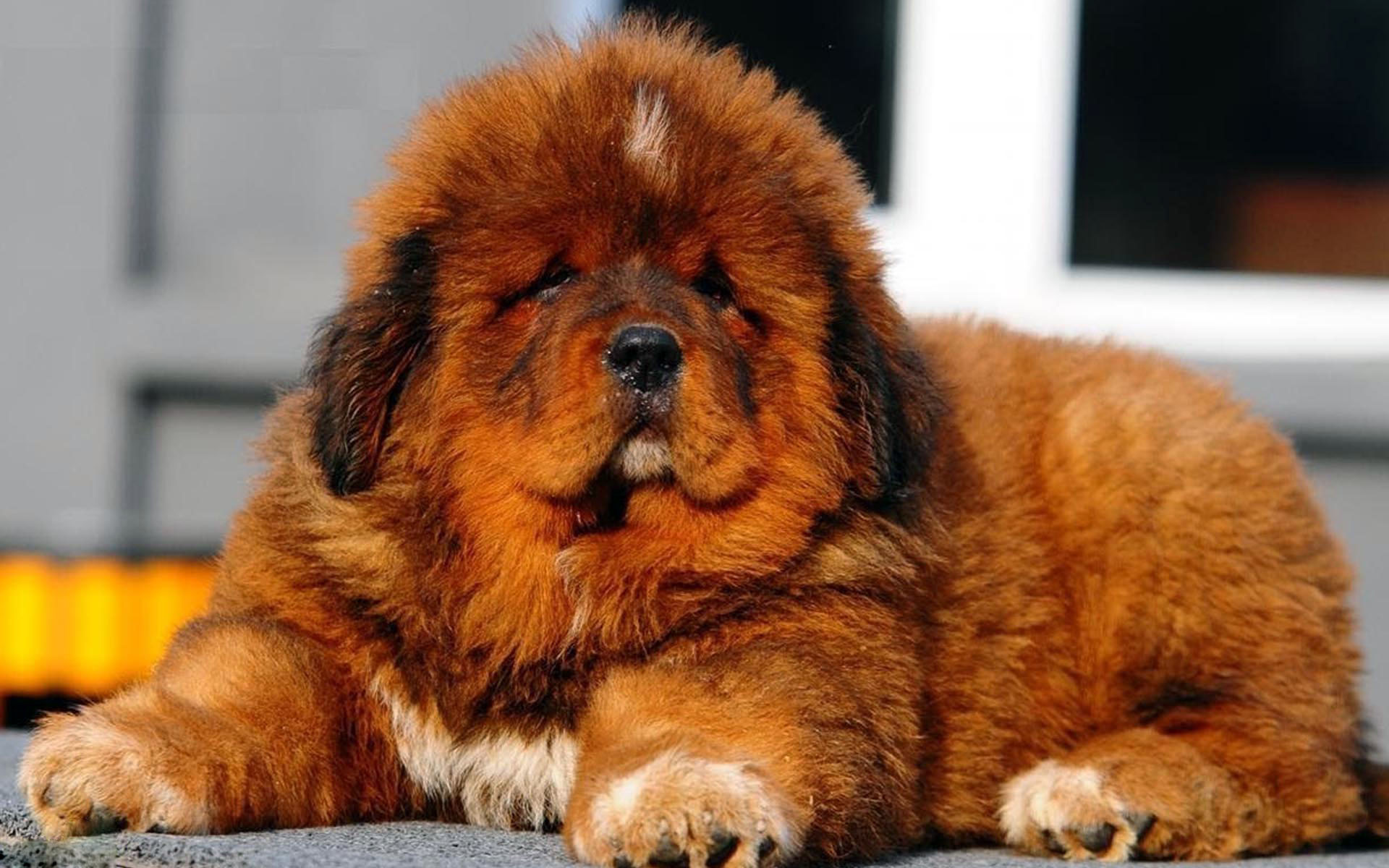 Tibetan Mastiff Puppies