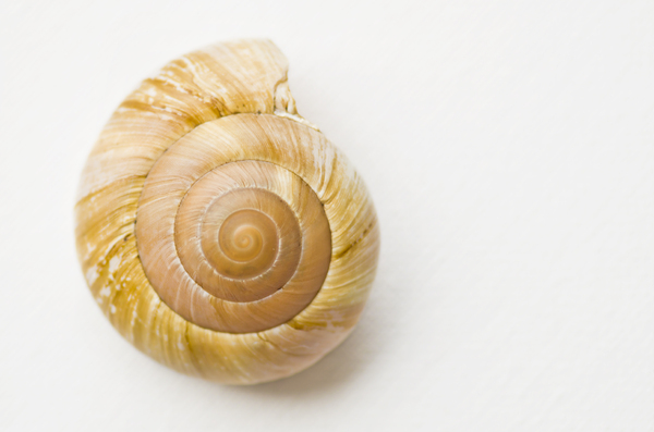 White Round Sea Shell