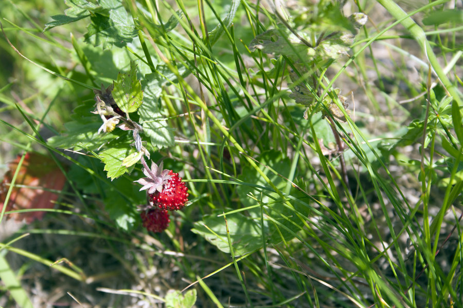 Wild Grass Strawberries And