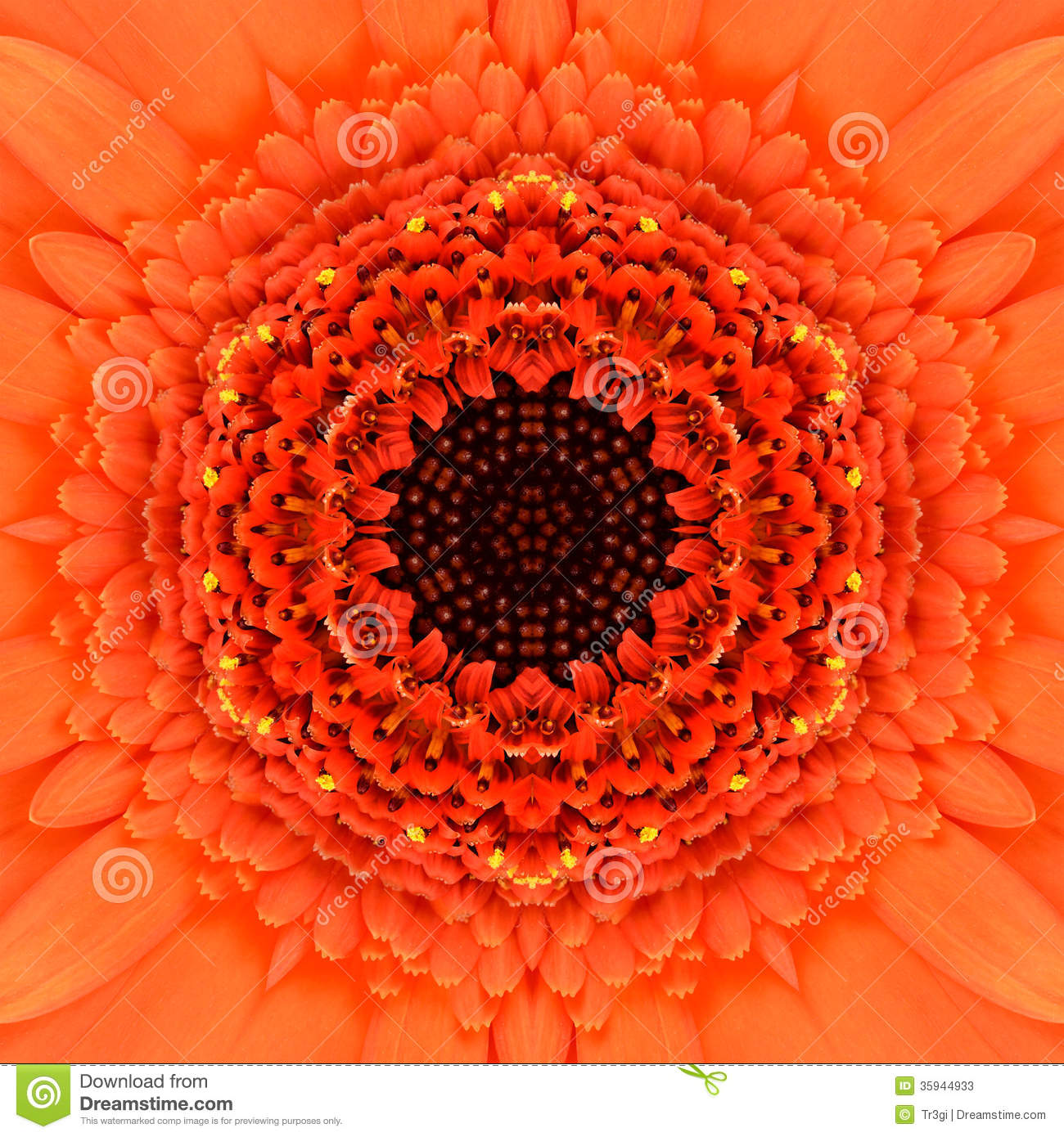 Center Macro..flower Center Macro..flower