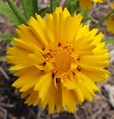 Coreopsis Grandiflora Rising Sun