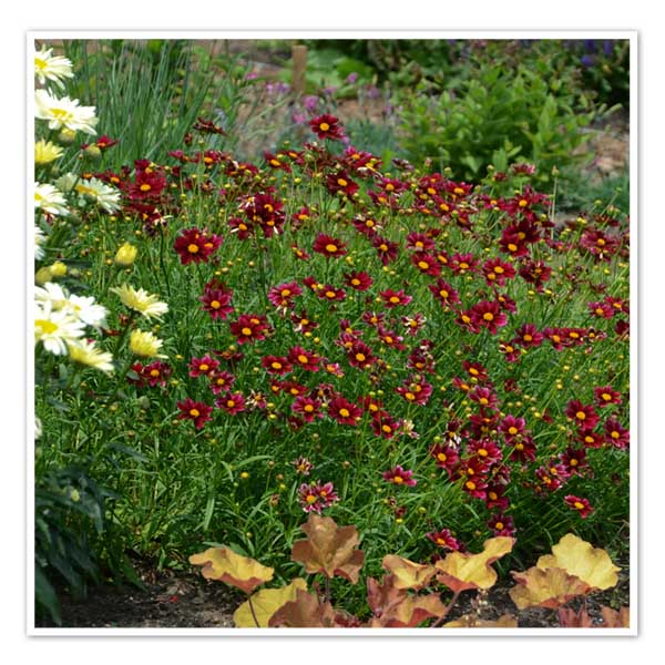 Coreopsis Mercury Rising Plant