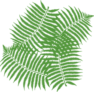 Fern Leaves Clip Art