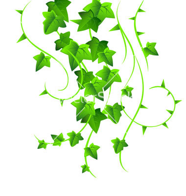 Ivy Leaf Vector