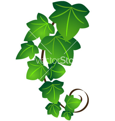 Ivy Leaf Vector