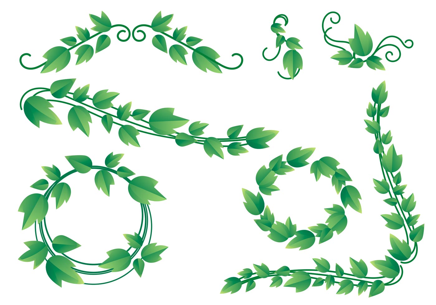 Ivy Vine Vector