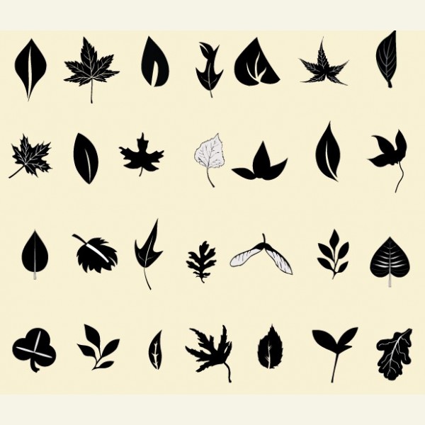 11 Hornbeam Leaf Vector Images