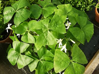 Oxalis Shamrock Plant Care