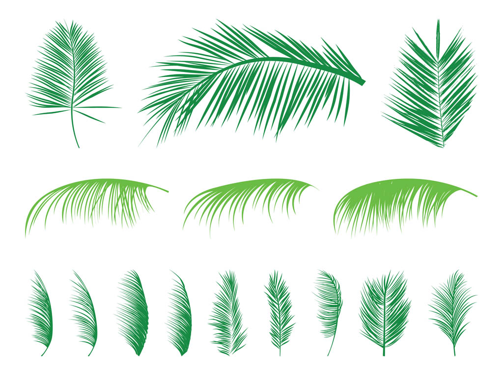 Palm Leaf Vector