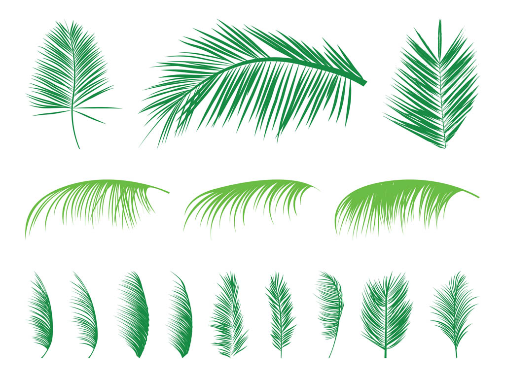 Palm Leaf Vector Palm Leaf Vector